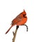 Cardinal perched on a branch