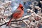 A cardinal perched on a tree branch in late winter