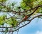 Cardinal Posing in a Florida Pine Tree