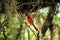 Cardinal Red Bird on a Tree Limb