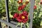 Cardinal red and yellow flowers of Chrysanthemums in October