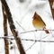 Cardinal resting