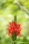 Cardinal\'s Guard flower, Pachystachys coccinea, close up