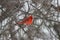 Cardinal sitting in winter storm in a tree