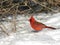 Cardinal on snow