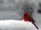 Cardinal in Snow