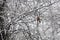 Cardinal in Snow Covered Trees