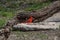 Cardinal at South Llano River state park