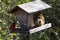 Cardinal and Squirrel Sharing Lunch