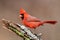 Cardinal On A Stump