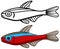 Cardinal tetra fish in colored and line versions