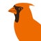 Cardinal vector illustration flat style profile side