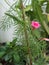 Cardinal vine with flower and deeply lobed leaves