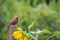 Cardinal watches over sunflower garden