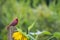 Cardinal watches over sunflower garden