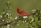 Cardinal in White Buds