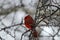 Cardinal winter tree branch perched perched