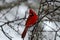 Cardinal winter tree branch perched perched