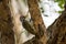 Cardinal woodpecker with its freshly caught meal