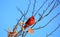 Cardinals, in the family Cardinalidae