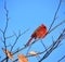 Cardinals, in the family Cardinalidae