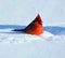 Cardinals, in the family Cardinalidae