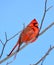 Cardinals, in the family Cardinalidae