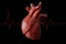 Cardiology, organ transplant and cardiovascular medicine concept with a plastic medical model of a heart isolated on black