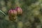 Cardiospermum Halicacabum or baloon vine