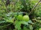 Cardiospermum halicacabum, known as the balloon plant or love in a puff, is a climbing plant widely distributed across tropical