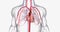 The cardiovascular system consists of the heart and blood vessels (arteries and veins