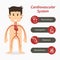 Cardiovascular system and medical line icon