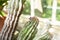 Cardon Cactus with  flower growing in Dublin, Ireland.