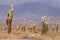 Cardon cactus at the Los Cardones National Park, Argentina