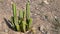 The Cardon (Euphorbia canariensis) plant symbol of Gran Canaria