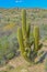 Cardon Grande Echinopsis Terscheckii cactus native to Argentina at Boyce Thompson Arboretum. Superior, Penal County, Arizona USA