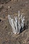 A cardoncillo or ceropegia dichotoma Haw plant found in the natural monument of MontaÃ±a Pelada south of the island of Tenerife