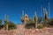 Cardones Cactus at Heroes of the Independence Monument - Humahuaca, Jujuy, Argentina