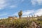 Cardones Cactus at Pucara de Tilcara pre-inca ruins - Tilcara, Jujuy, Argentina