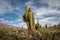 Cardones Cactus at Pucara de Tilcara pre-inca ruins - Tilcara, Jujuy, Argentina