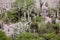 Cardones cactus in the Quebrada de Humahuaca, Argentina