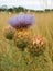 Cardoon - artichoke thistle