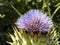 Cardoon artichoke thistle close up