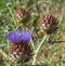 Cardoon. Beautiful flower of purple canarian thistle with bees on it close-up. Flowering thistle or milk thistle. Cynara