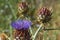 Cardoon. Beautiful flower of purple canarian thistle with bees on it close-up. Flowering thistle or milk thistle. Cynara