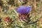 Cardoon. Beautiful flower of purple canarian thistle with bees on it close-up. Flowering thistle or milk thistle. Cynara