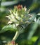 The cardoon, Cynara cardunculus