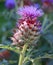 The cardoon, Cynara cardunculus