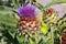 The cardoon, Cynara cardunculus