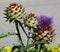 The cardoon, Cynara cardunculus